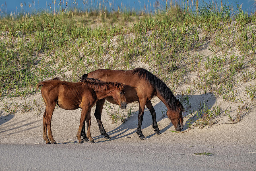 Wild Mare and Filly Photograph by Fon Denton