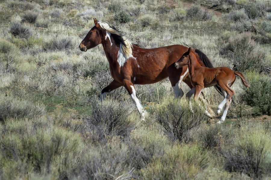 Wild Mare and Foal Running Photograph by Belinda Greb - Fine Art America