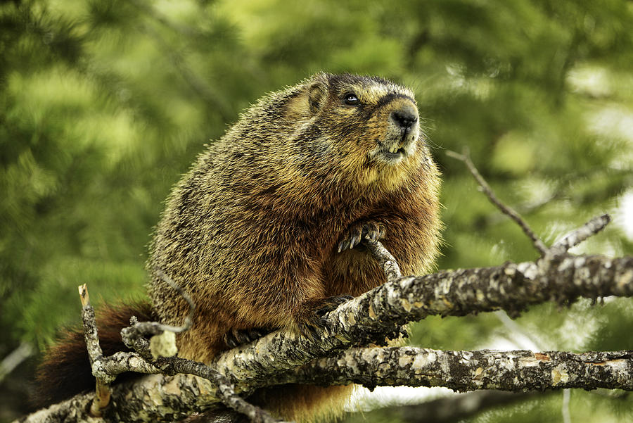 Wild Marmot in a Tree Photograph by Jeff R Clow