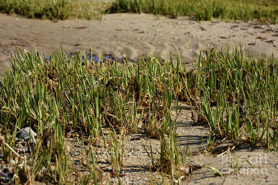 Wild Marsh Grass Growing On A Sandy Beach Photograph By Dejavu Designs Fine Art America
