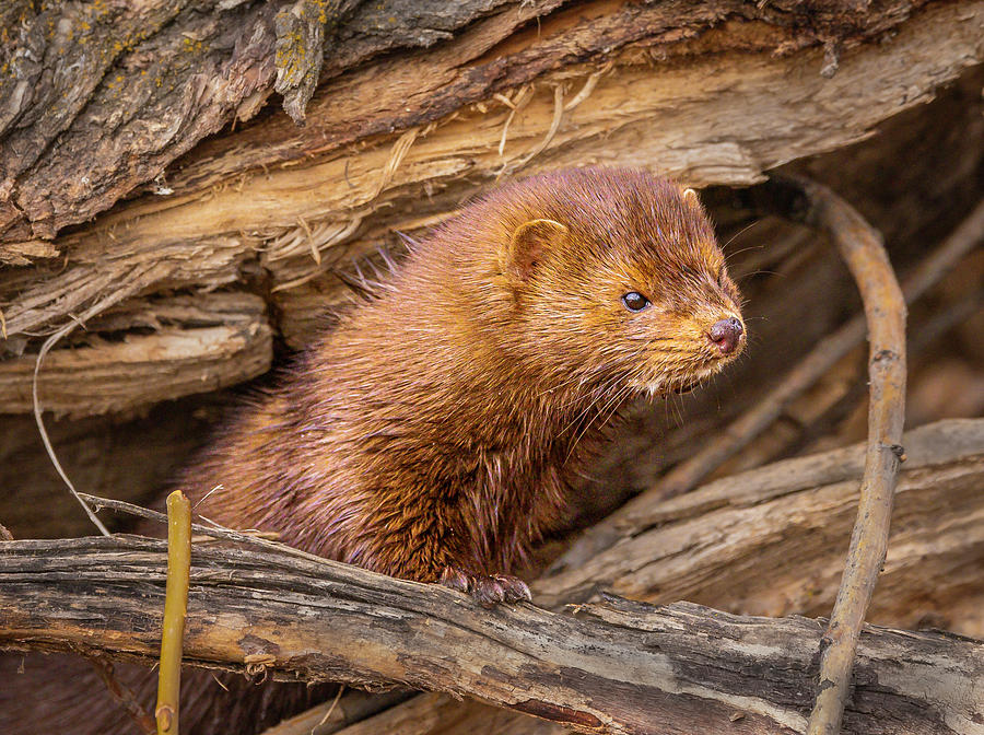 Wild Mink Photograph by Mark Mille