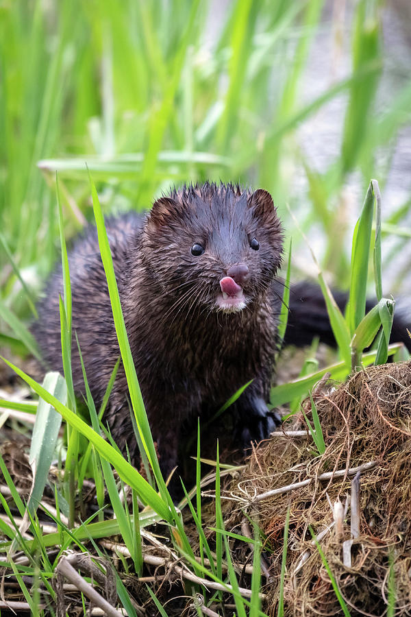 Wild Mink Photograph by Pierre Leclerc Photography