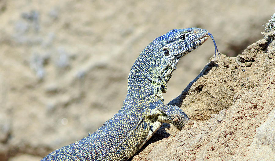 Wild Monitor Lizard with tongue sticking out Photograph by Paula Joyce
