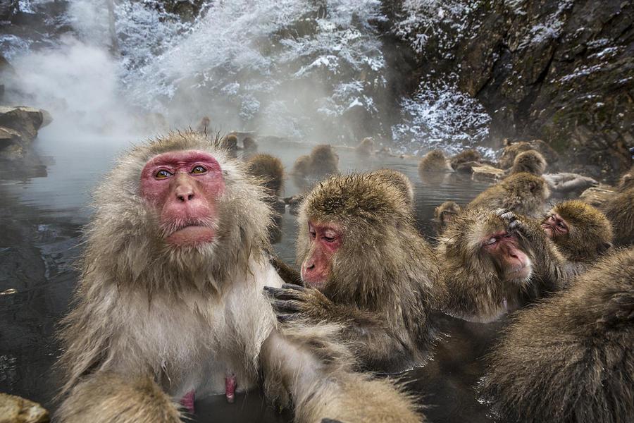 Wild monkeys bathing in Jigokudani Monkey Park Photograph by Gonzalo Azumendi