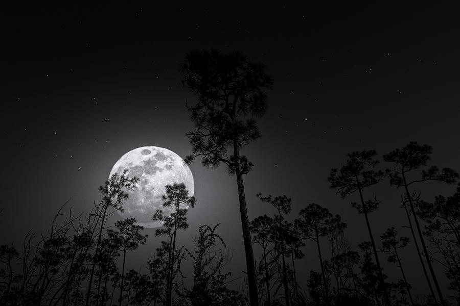 Wild Moon Photograph by Mark Andrew Thomas