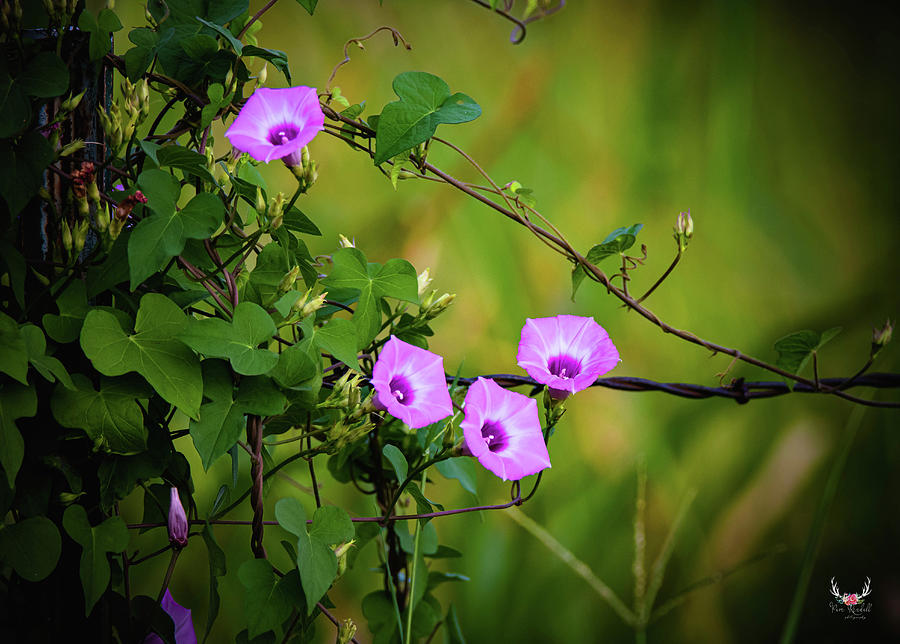 Wild Morning Glory Photograph by Pam Rendall
