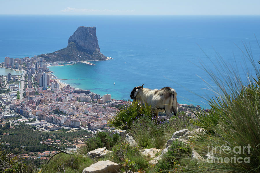 Billy goat looks at Calpe and the Mediterranean Sea Photograph by Adriana Mueller