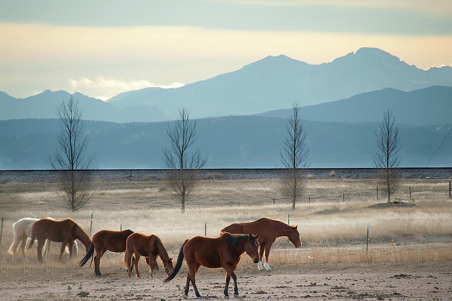 Wild Mountain Horses - Rocky Mountains Colorado Photograph by Gregory Ballos