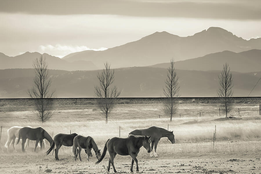 Wild Mountain Horses - Sepia Photograph by Gregory Ballos