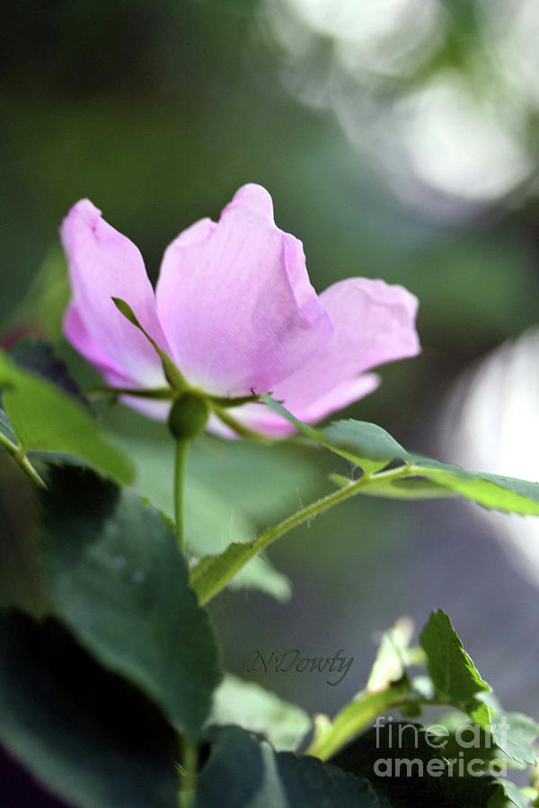 Wild Mountain Rose Photograph by Natalie Dowty