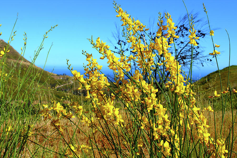 Wild Mountain Yellow Photograph by Marcus Jones