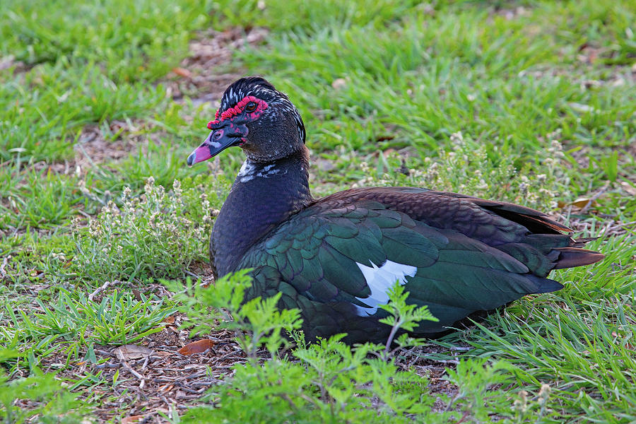 Wild Muscovy Duck Photograph by Gina Fitzhugh - Fine Art America