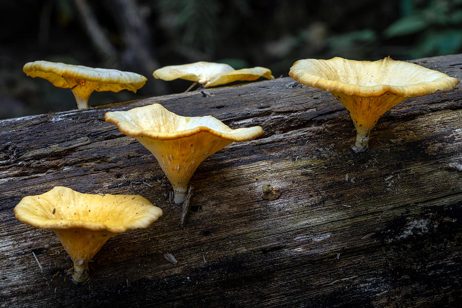 Wild mushroom at tropical forest Photograph by Shaifulzamri