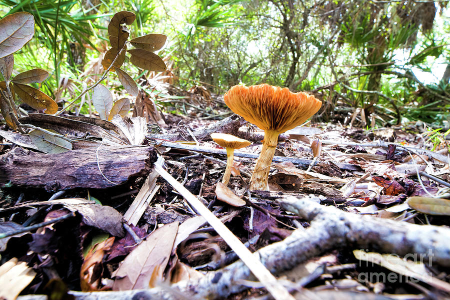 Wild Mushroom Photograph by Felix Lai