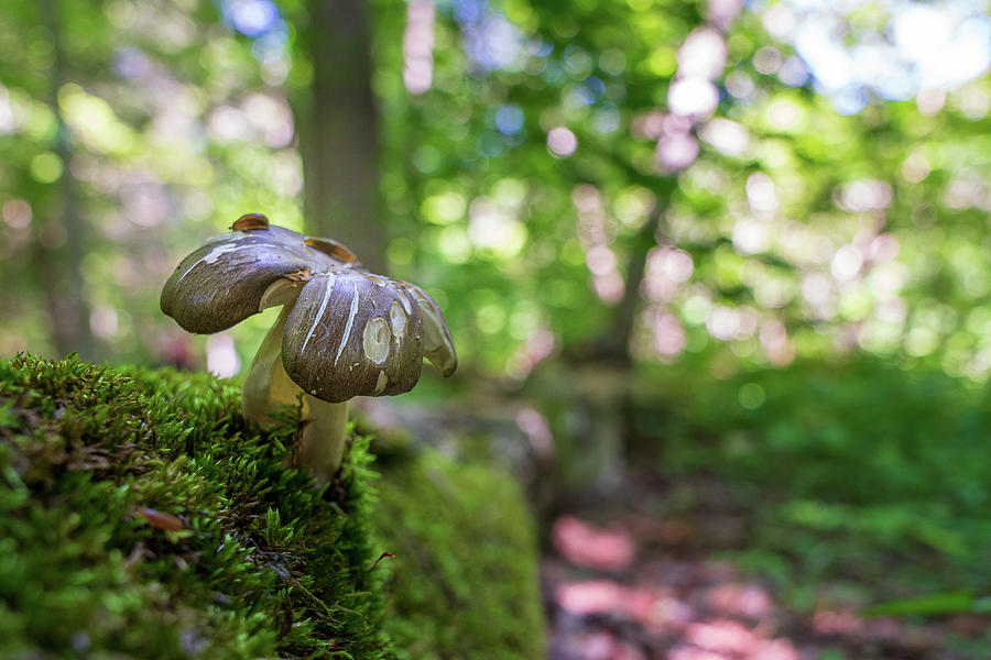 Wild Mushroom growing from a log with two slugs on top Photograph by Kyle Lee