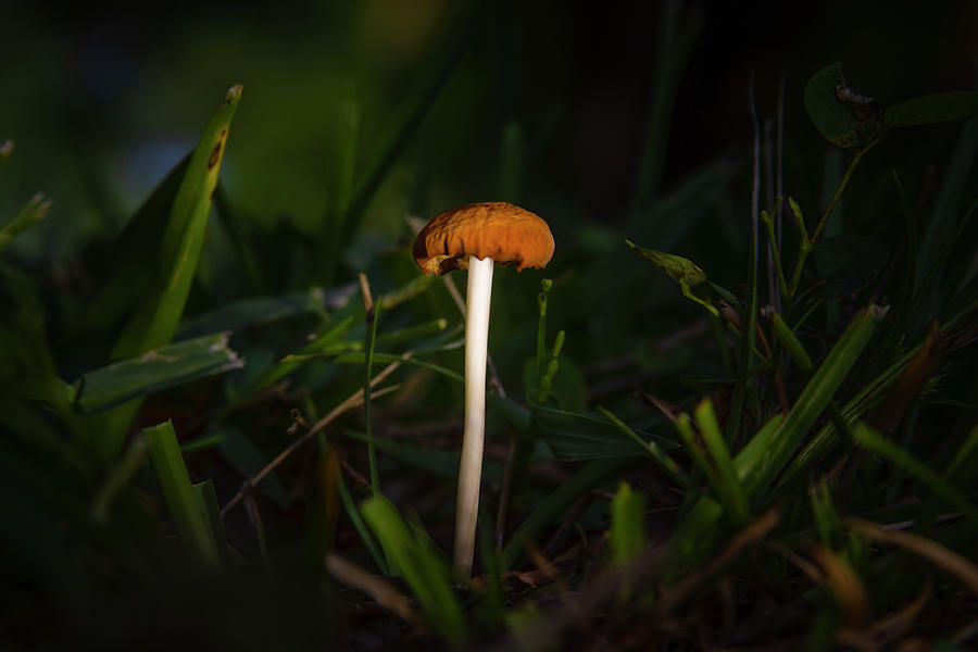 Wild Mushroom Photograph by Mark Andrew Thomas