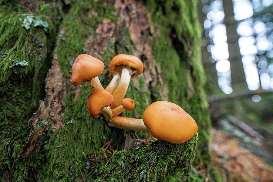 Wild Mushrooms On Tree Bark Photograph