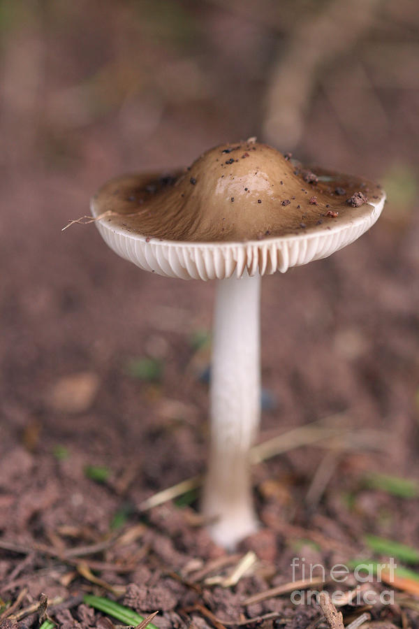 Wild Mushroom Photograph