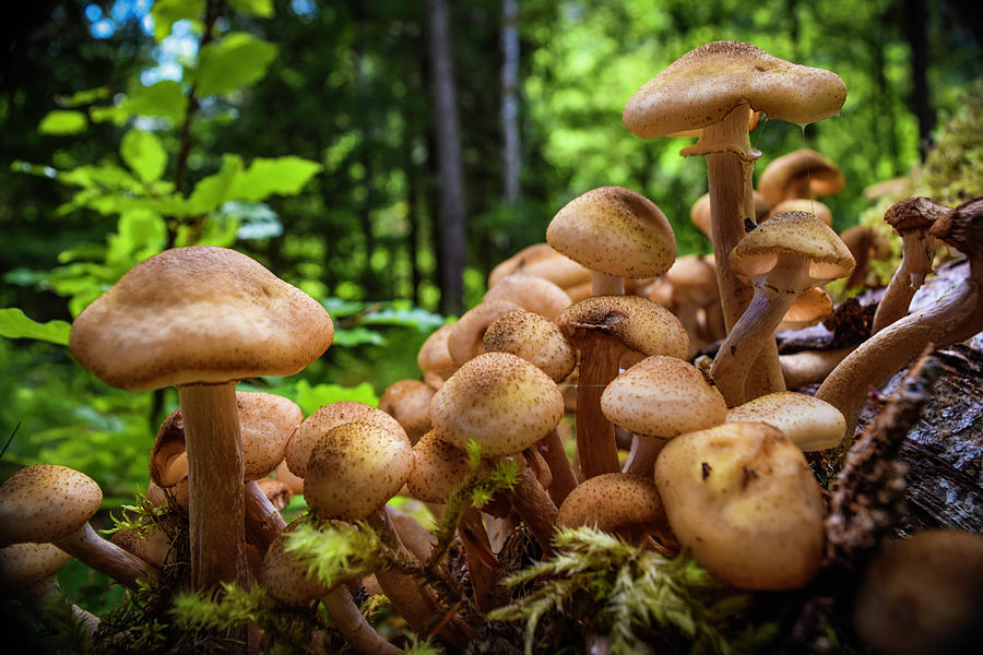 Wild Mushrooms Photograph