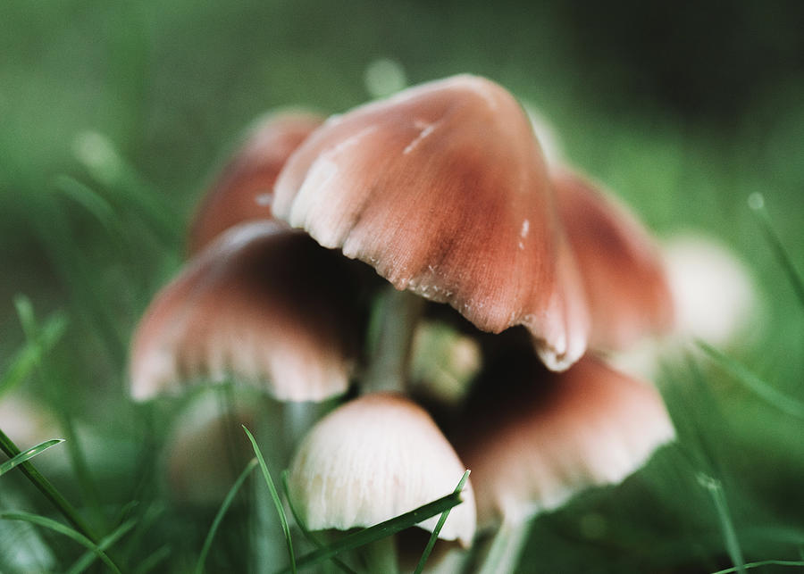 Wild Mushrooms - Nature Photography Photograph by Amelia Pearn