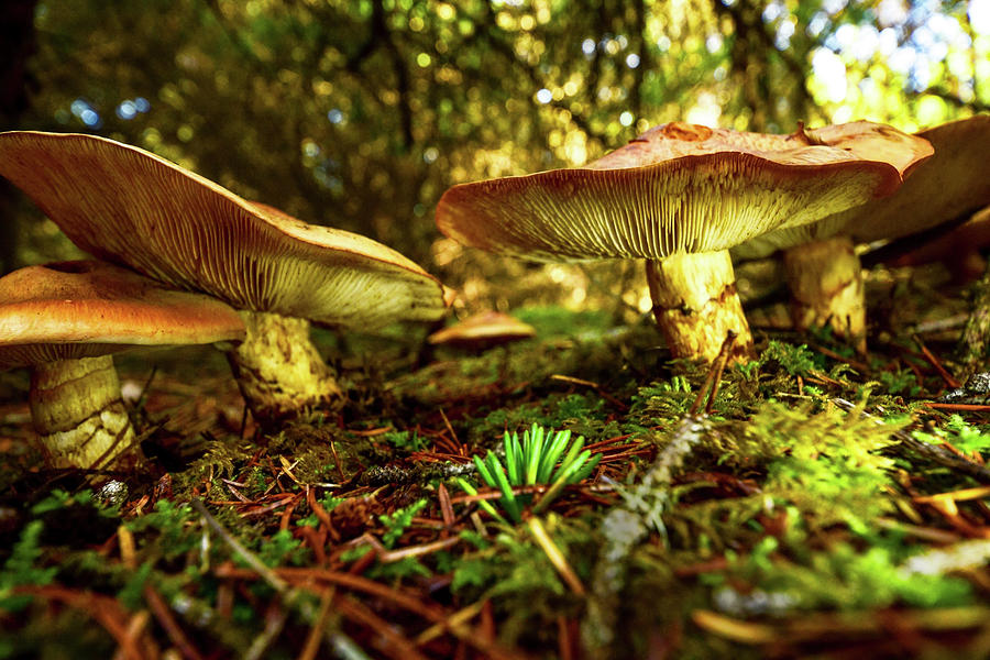 Wild Mushrooms Photograph by Pamela Patch