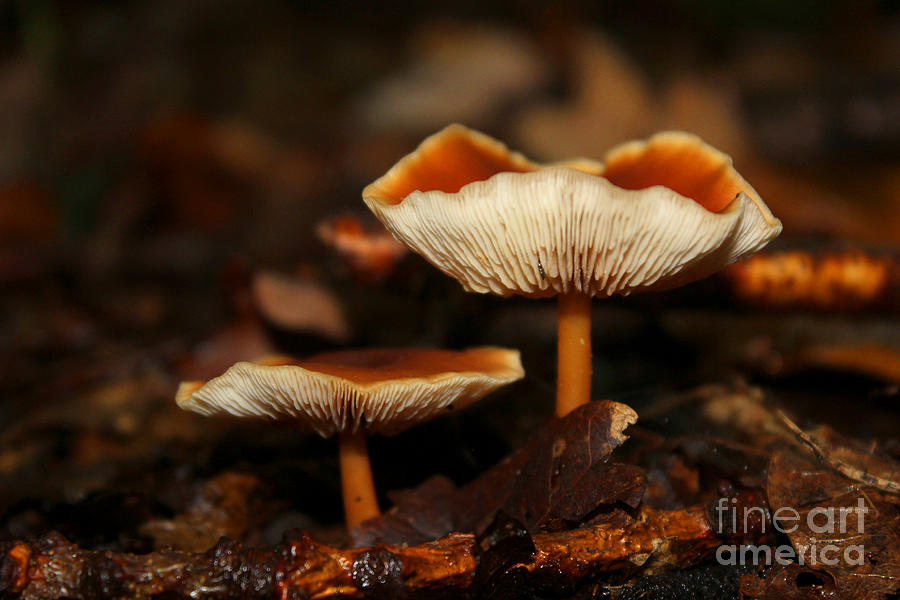 Wild Mushrooms  Photograph by Vicki Spindler