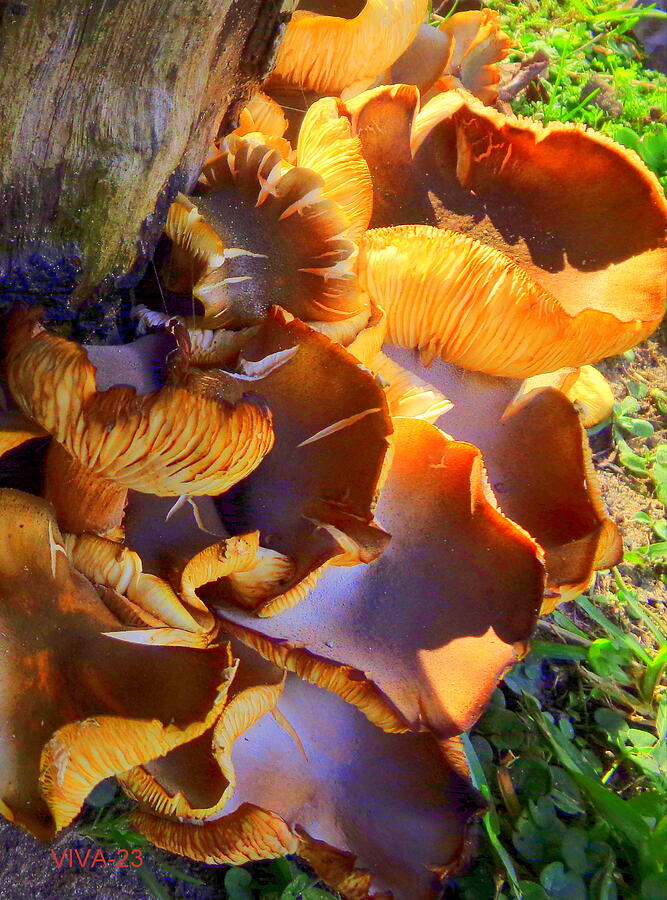 Wild  Mushrooms Photograph by VIVA Anderson