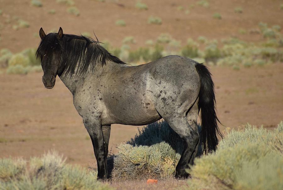 Wild Mustang Blue Photograph by Coleen Brooks - Fine Art America