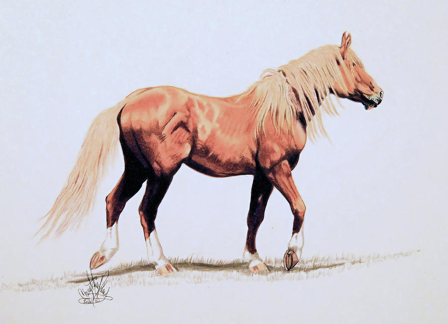 Wild Mustang Goldie Of Stagecoach Nevada Drawing