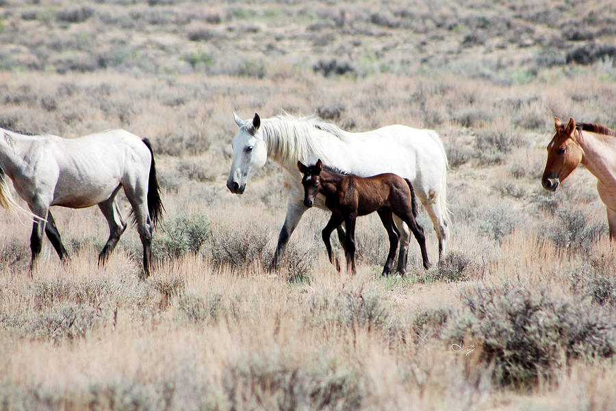 Wild Mustang Herd on the Move Photograph by Annettes Whimsies - Fine ...