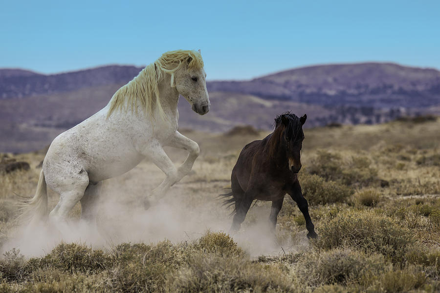 Wild Mustang Horses In The West Desert Of Utah Photograph by Don Cook