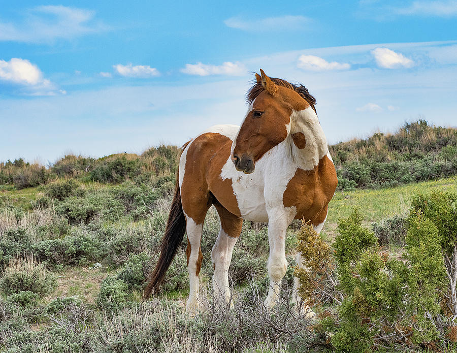 Wild Mustang Photograph by Kristal Kraft