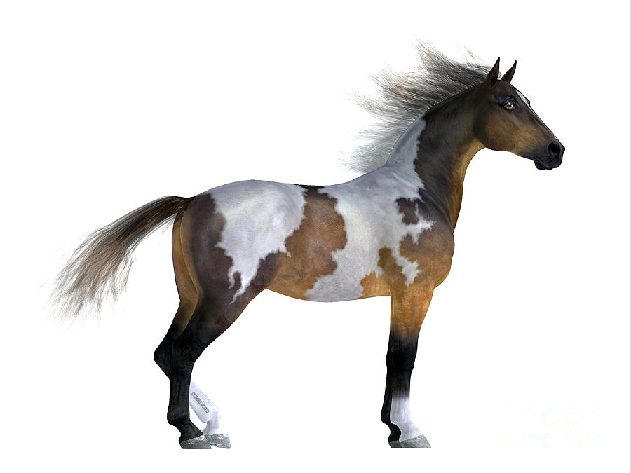 Wild Mustang Stallion Digital Art by Corey Ford