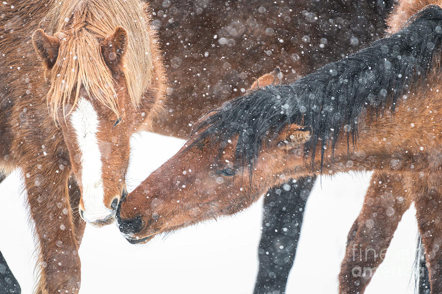Wild Mustangs And A Snow Flurry Photograph by Lisa Manifold