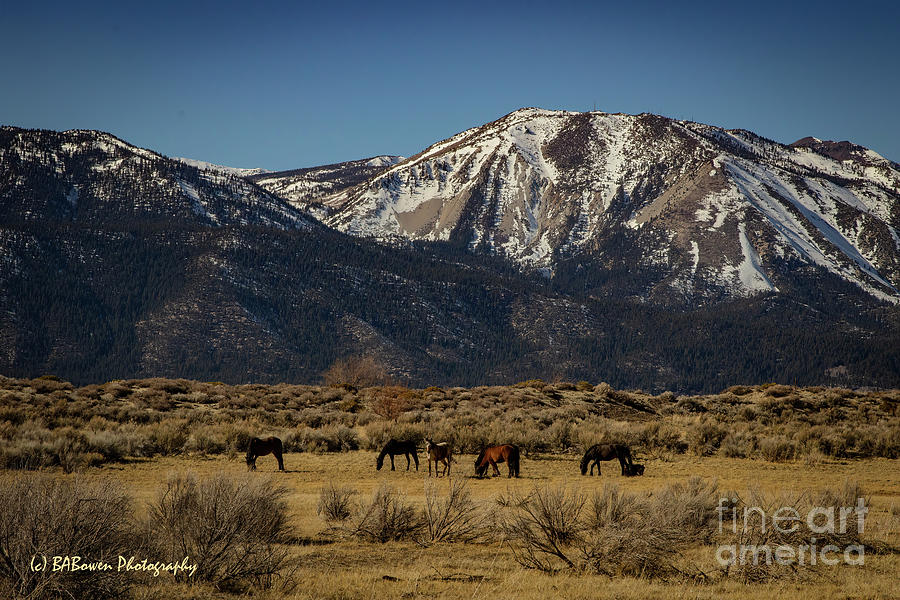 Wild Mustangs at Lake Washoe State Park Photograph by Barbara Bowen