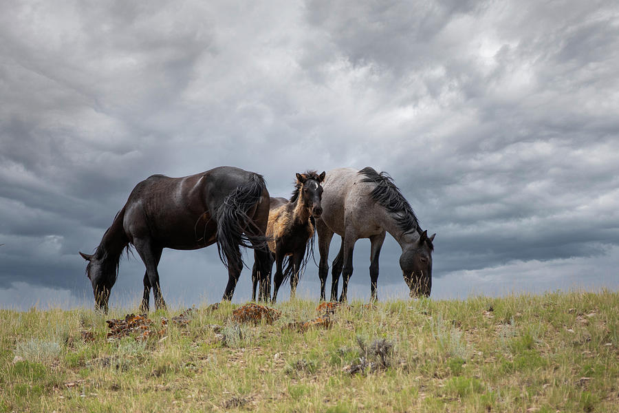 Wild Mustangs at the Lower Pryor Mountains Photograph by Nedim Slijepcevic