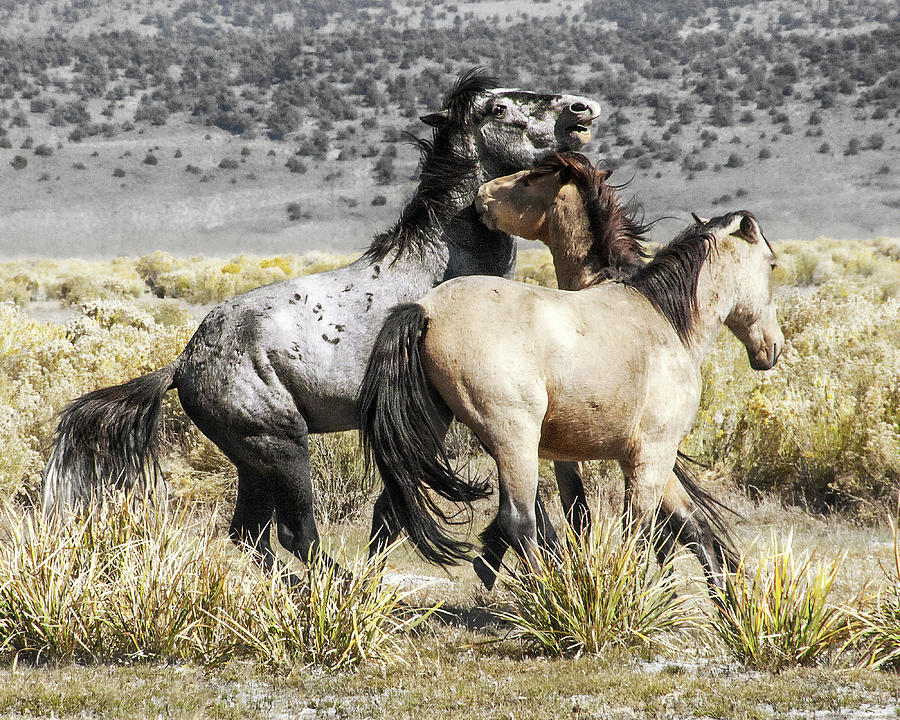 Wild Mustangs Photograph by Jerry Cowart