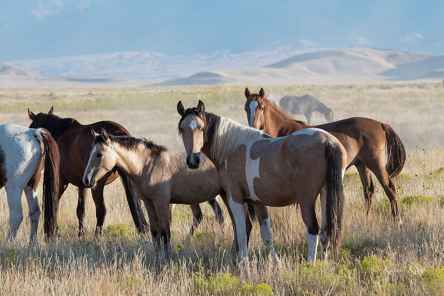 Wild Mustangs Photograph by Karen King - Fine Art America