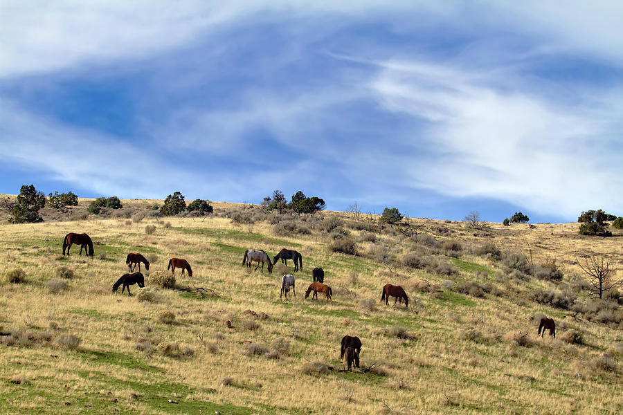 Wild Mustangs on a hillside Photograph by Waterdancer
