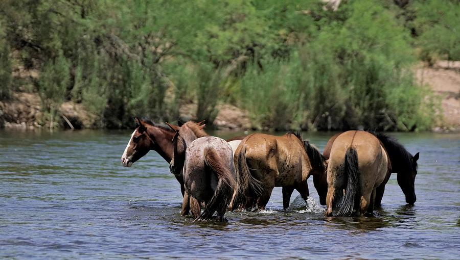 Wild Mustangs - Salt River Photograph by Dennis Boyd