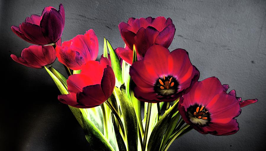 Wild NIghts With Tulips Photograph by Alida M Haslett