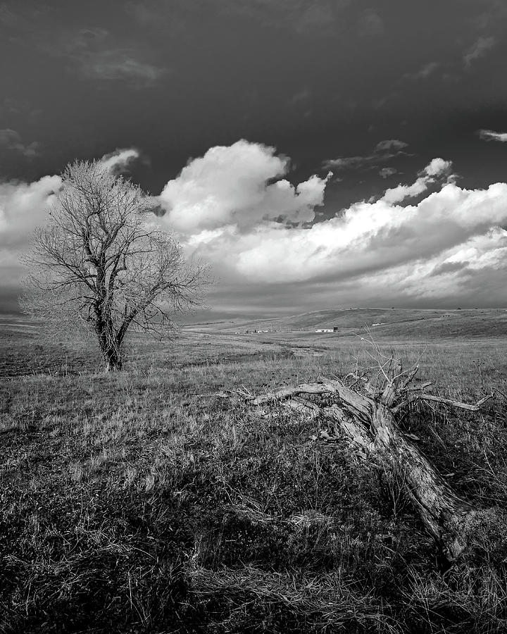 Wild Oak landscape Photograph by Mike Fusaro
