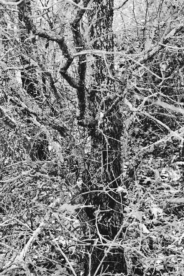 Wild Oak Tree Forest Black and White Portrait Photograph by Gaby Ethington