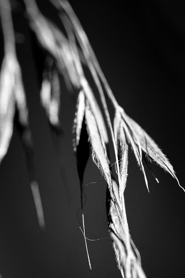 Wild Oats Plant  Photograph by Mike Fusaro