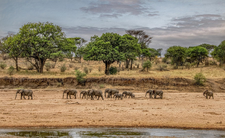 Wild on the Serengeti, Elephants on the Move Photograph by Marcy Wielfaert