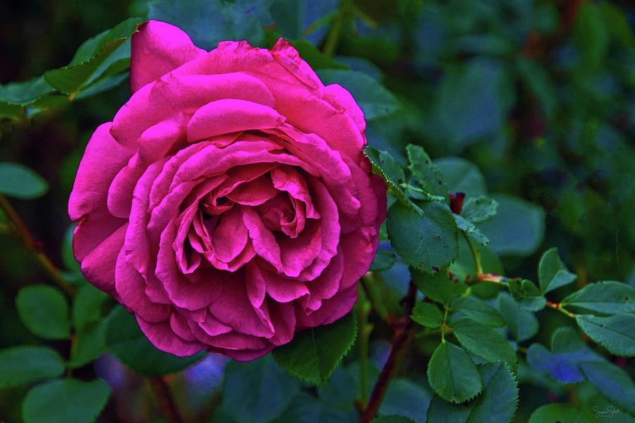 Rose Photograph - Wild One by Suzanne Stout