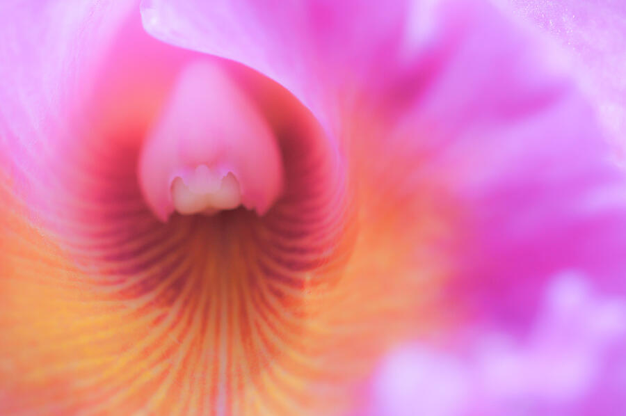 Wild orchid Photograph by Shaifulzamri