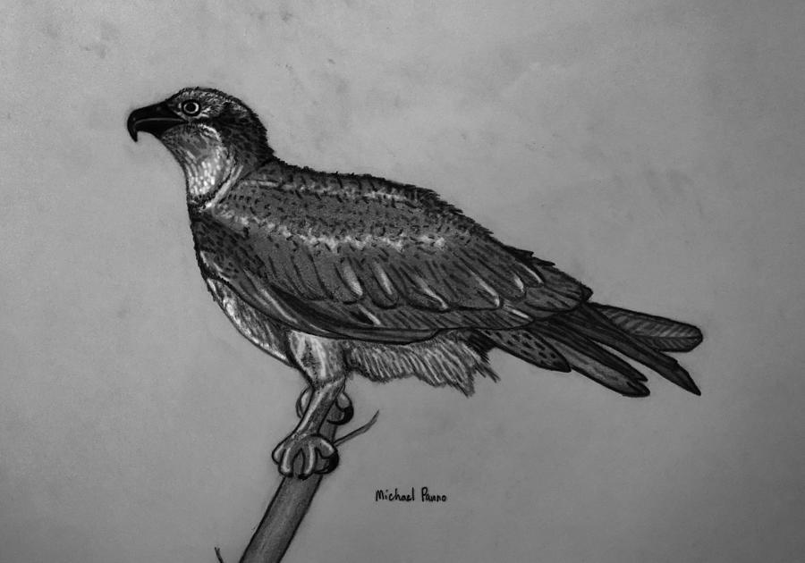 Wild Osprey In Pencil Drawing