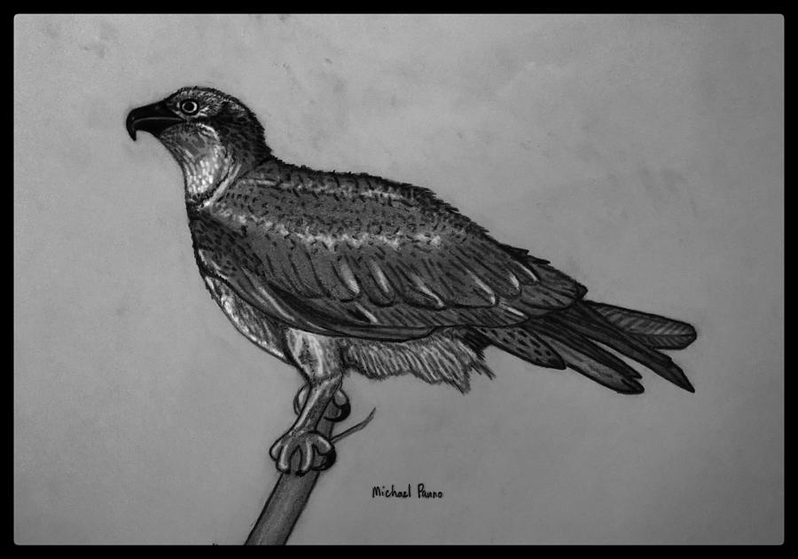 Wild Osprey In Pencil W/ Border Drawing