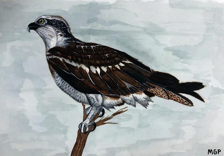 Wild Osprey Painting